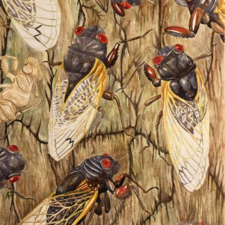 Brood X by Amanda Fletchersmith