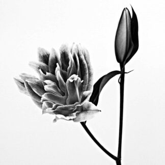 Flower in Black and White by Robert Friedman