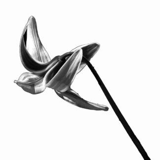 Flower in Black and White #6 by Bob Friedman