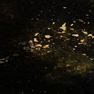 Leaves in Water by Robert Friedman