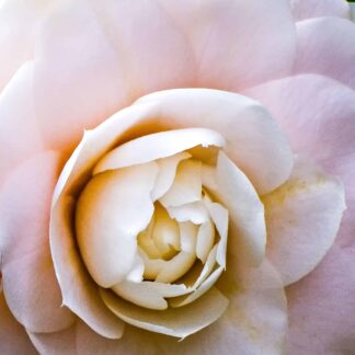Camellia by Willa Friedman