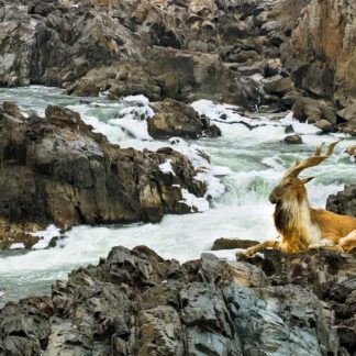 Pandemic Fantasy-Wandering Markhor by Willa Friedman