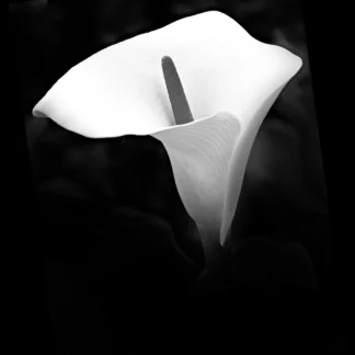 A Perfect Calla Lily by Willa Friedman
