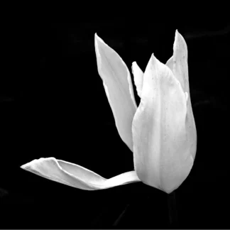 Flower in B&W #8 by Robert Friedman