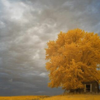 A Sense of Autumn by Caitlin Garvey