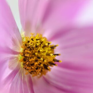 Cosmos by Caitlin Garvey