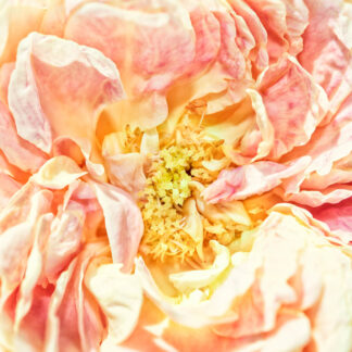Summer's First Rose by Caitlin Garvey