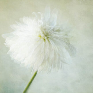 A Quiet Exuberance by Caitlin Garvey