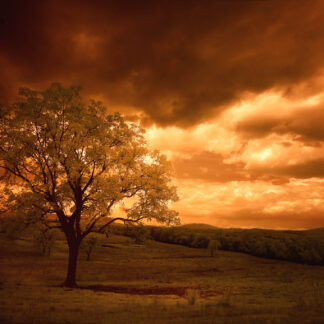 Changing of the Seasons by Caitlin Garvey