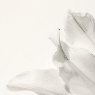 Lily, No. 1 by Caitlin Garvey