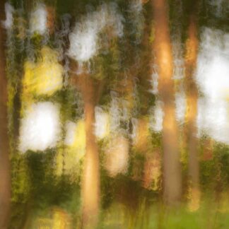 The Clearing in the Woods by Caitlin Garvey