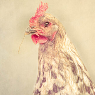 Meal, Interrupted by Caitlin Garvey