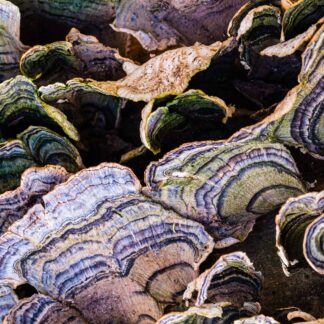 Turkey Tail Mushrooms by Georgette Grossman