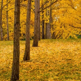 Alone in the Ginkgo Grove by Georgette Grossman