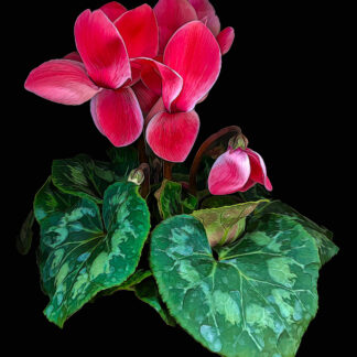 Cyclamen by Georgette Grossman