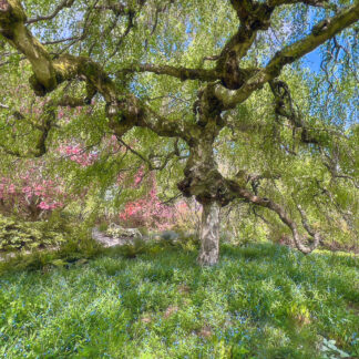 Weeping Birch by Judy Guenther
