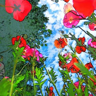 Poppies #37 by Steven Halperson