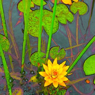 Water Lily #45 by Steven Halperson
