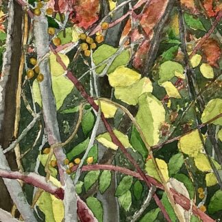 Into the Woods by Tara Hamilton