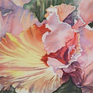Iris by Linda Holz