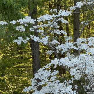 Nature's Light by Nancy Howren