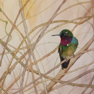 Hummingbird and Branbles by Cecilia Capestany