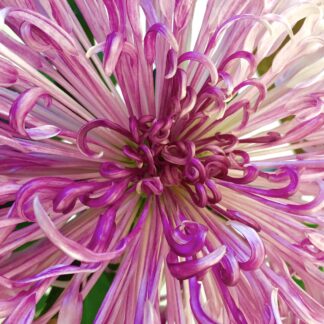 Spider Mum: Nature's Holiday Ribbon by Carol Dawn Petersen