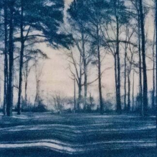 Pines and Shadows by Cinda Berry