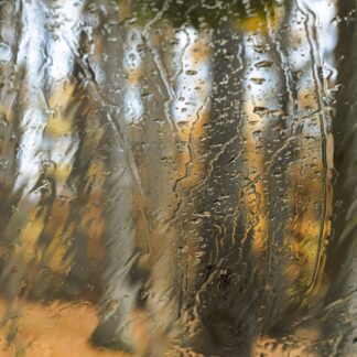 In the Woods by Phyllis Kimmel