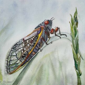 Brood X Beauty by Mary Kushan
