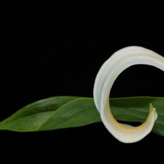 Lily Curl by Leslie Landerkin