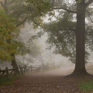 Into the Fog by Leslie Landerkin