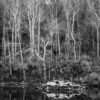 Winter Birches by Leslie Landerkin