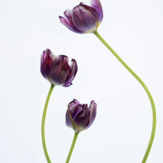 Tulip Family by Leslie Landerkin
