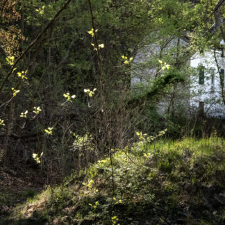 Early Spring at the Pump House by Leslie Landerkin