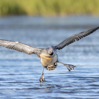 Loon Landing by Eva Lanyi
