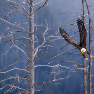 Takeoff by Eva Lanyi