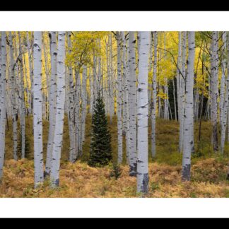 Aspen Forest by Eva Lanyi