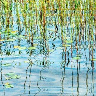 Lily Pad Palette by Meg Clarke