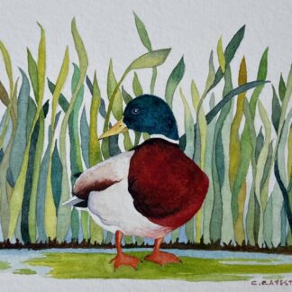 Show-off by Cecilia Capestany