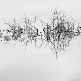 Marsh Plants 2 by Leslie Landerkin