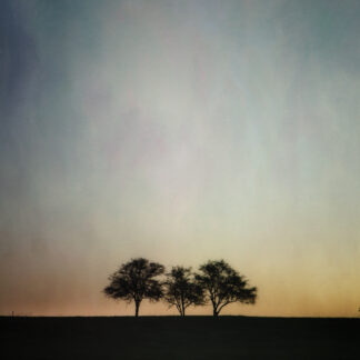 Three Trees by Maureen Minehan