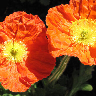 Poppies by Jane Mann
