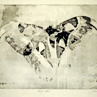 Atlas Moth by Jane Mann