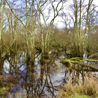 Reflections by Dian McDonald
