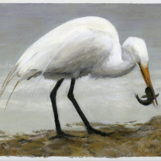 Egret Catches Fish by Nancy McIntyre