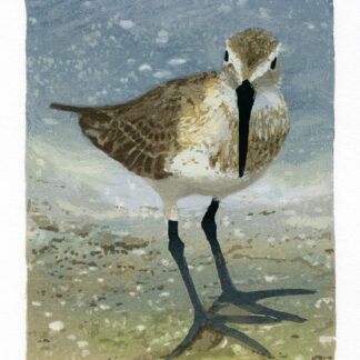 Sandpiper by Nancy McIntyre