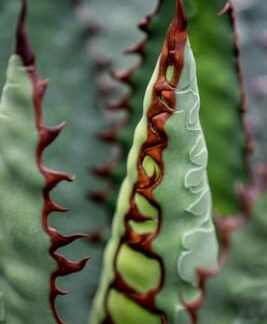 Triangulation by Julie Miller