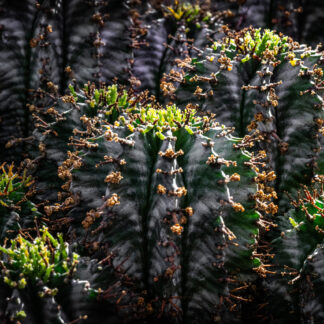 New Growth by Julie Miller