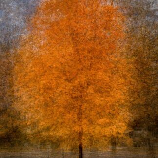 Autumn Tree by Julie Miller
